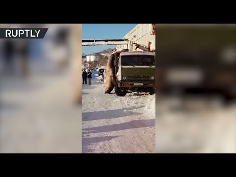 Video: Huge sea lion attempts to steal fish from food truck