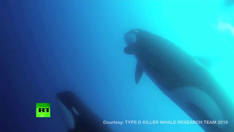 Video: Discovery! Scientists find new type of killer whale off Chile