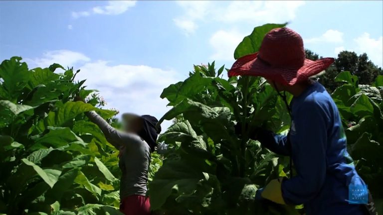 Video: Big Tobacco's Child Workers: Young Laborers Endure Health Risks, Harsh Conditions on U.S. Farms